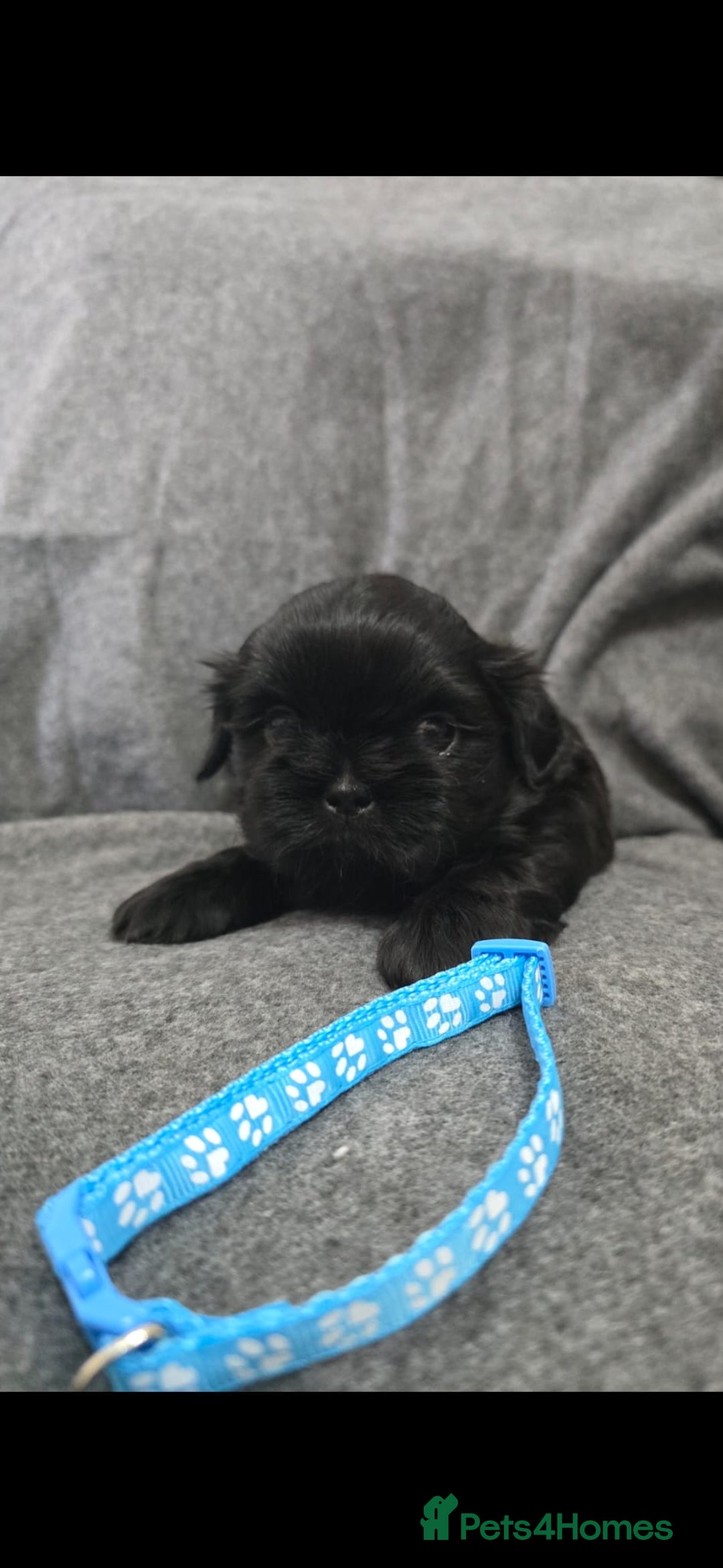Shih Tzu dogs for sale: Full breed Shih Tzu puppies - Advert 5