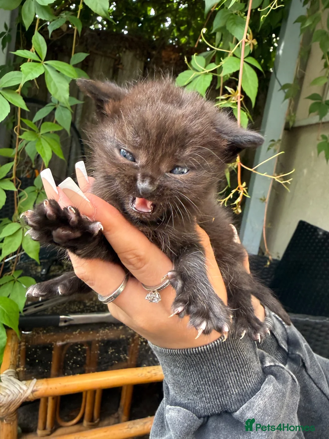 Mixed Breed cats for sale: Kittens for sale  in Hull - Advert 12