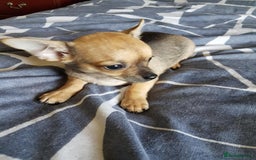 Chihuahua dogs for sale: Gorgeous Chihuahua puppies, ready now. - Image 14