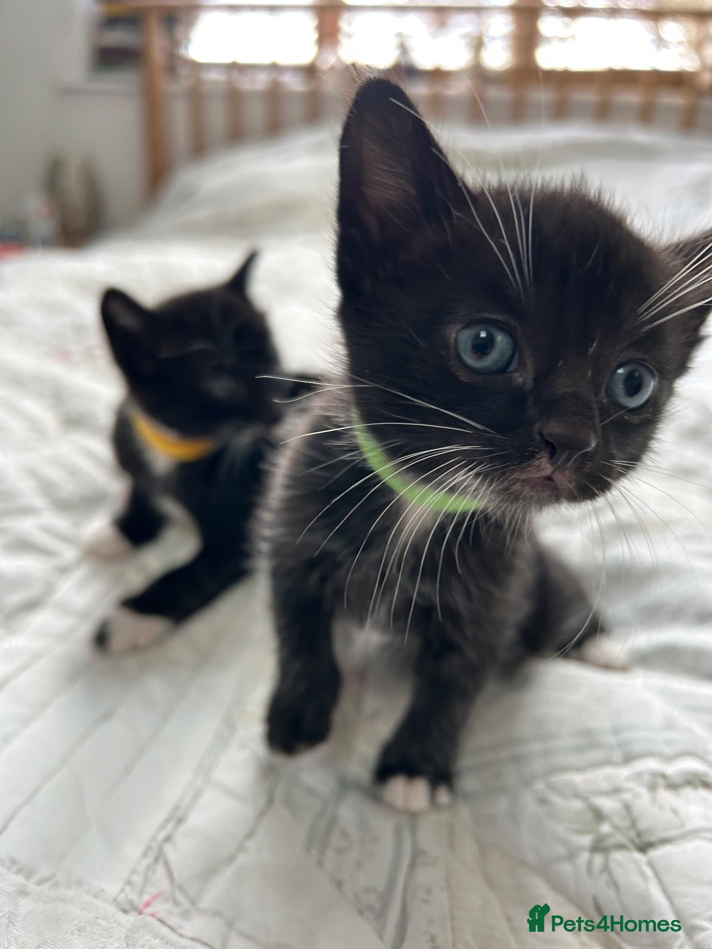 Mixed Breed cats for sale: Korat cross Kittens - Advert 2