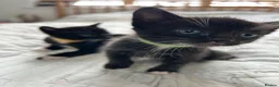 Mixed Breed cats for sale: Korat cross Kittens in Woodbridge - Advert 2