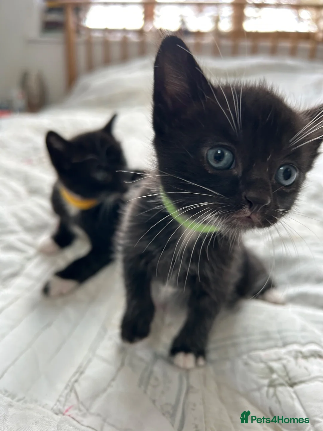 Mixed Breed cats for sale: Korat cross Kittens in Woodbridge - Advert 2