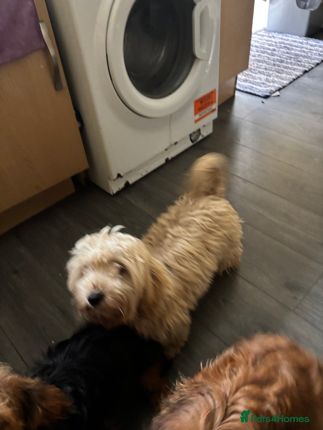 Mixed Breed dogs for sale: 2 puppies for sale  - Image 4