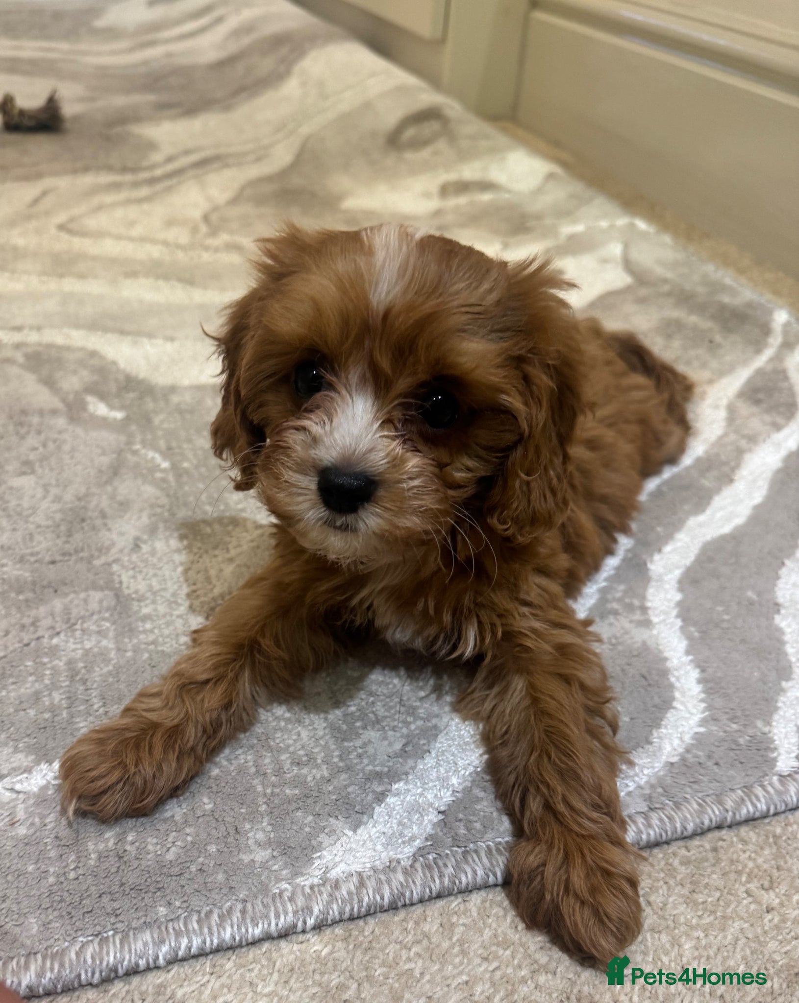 Cavapoo dogs Stunning F1 toy cavapoos  - Advert 2