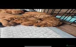 Mixed Breed dogs for sale: 1 boy and 1 girl left - Image 24