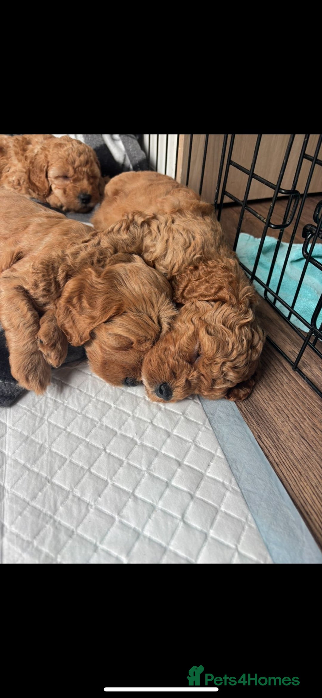 Mixed Breed dogs for sale: 1 boy and 1 girl left - Image 24