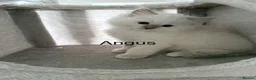 Ragdoll cats for stud: Gccf reg ragdoll lilac point .  - Advert 12