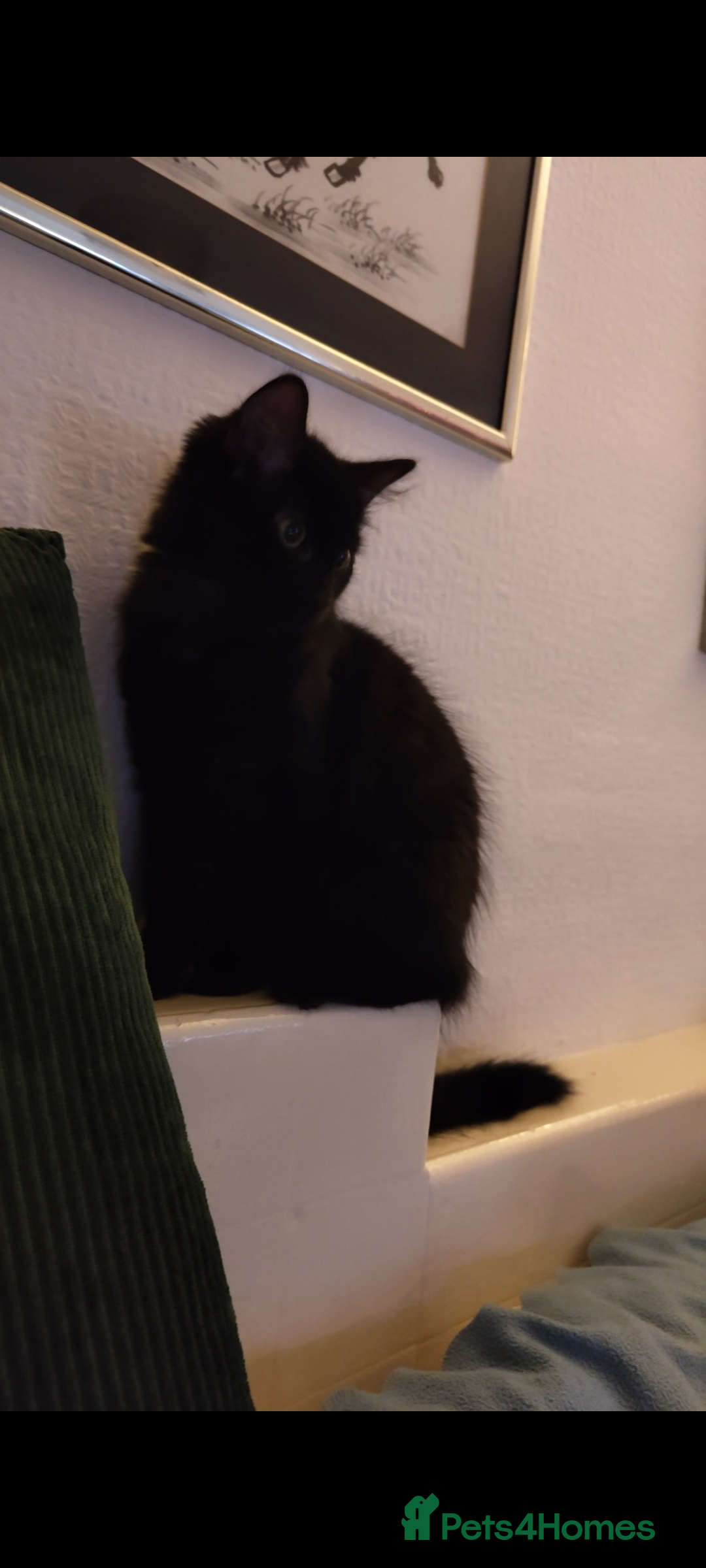 British Longhair cats for sale: Neutered black male kitten called 'Beef' - Advert 2