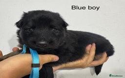 German Shepherd dogs for sale: GERMAN SHEPHERD LONG COATED PUPPIES - Image 4