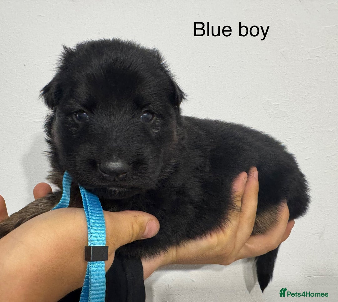 German Shepherd dogs for sale: GERMAN SHEPHERD LONG COATED PUPPIES - Image 4