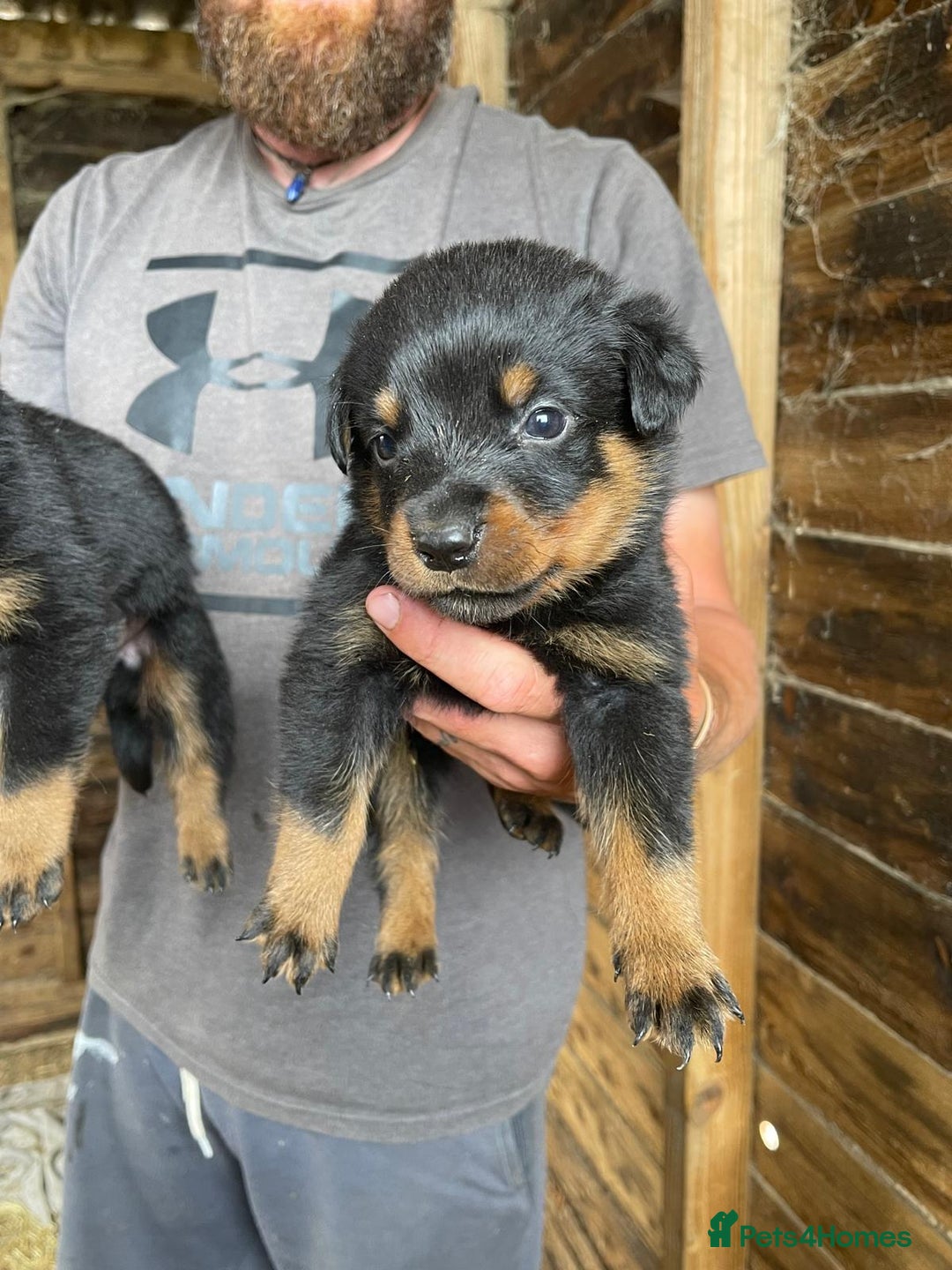 Rottweiler dogs for sale: Rottweiler pups - Image 5