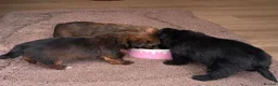 Shorkie dogs for sale: Yorkie/Shih Tzu  - Advert 4