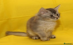 Somali cats for sale: Blue silver female Somali - Image 6