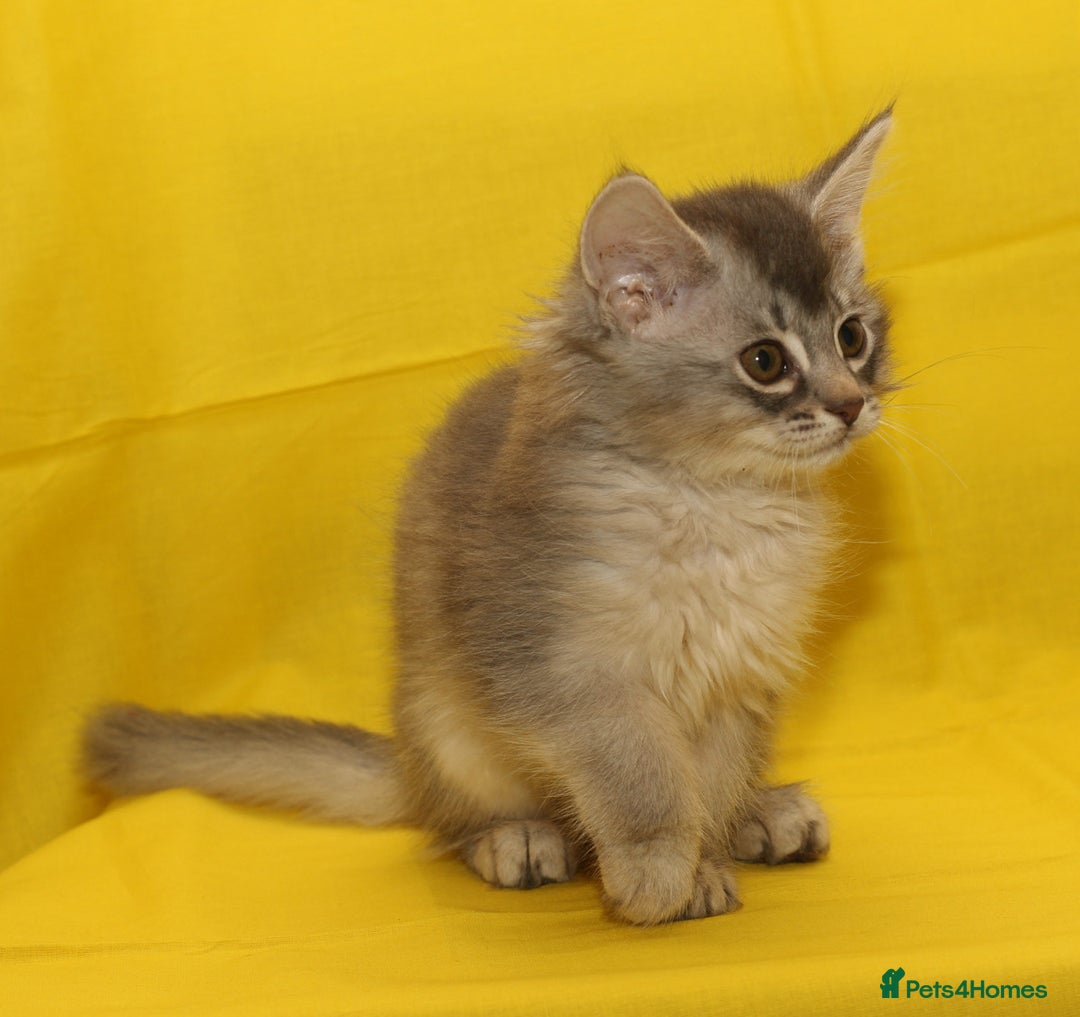 Somali cats for sale: Blue silver female Somali - Image 6