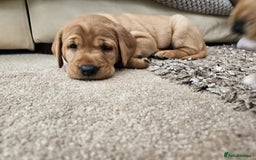 Springador dogs for sale: Labrador Puppies red/yellow health checked  - Image 2