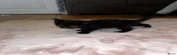 Mixed Breed cats for sale: Beautiful kittens for sale  in Stoke-on-Trent - Advert 13