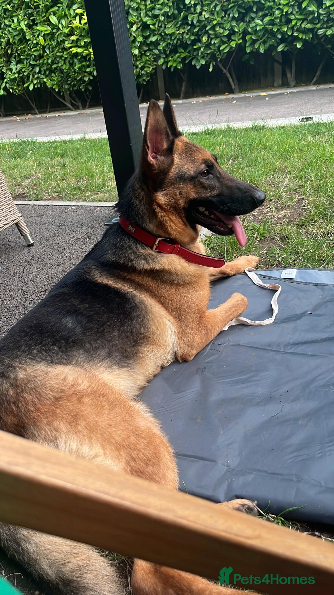 Mixed Breed dogs for sale: German shepherd hybrid for sale - Image 9