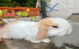 Mini Lop rabbits for sale: Stunning Mini Lop Bunnies🤍🌾 - Image 9