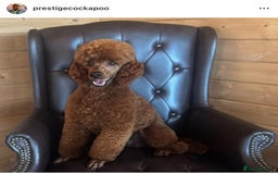 Cockapoo dogs for sale: Extensively Health Tested F1b cockerpoo Puppies  - Image 24