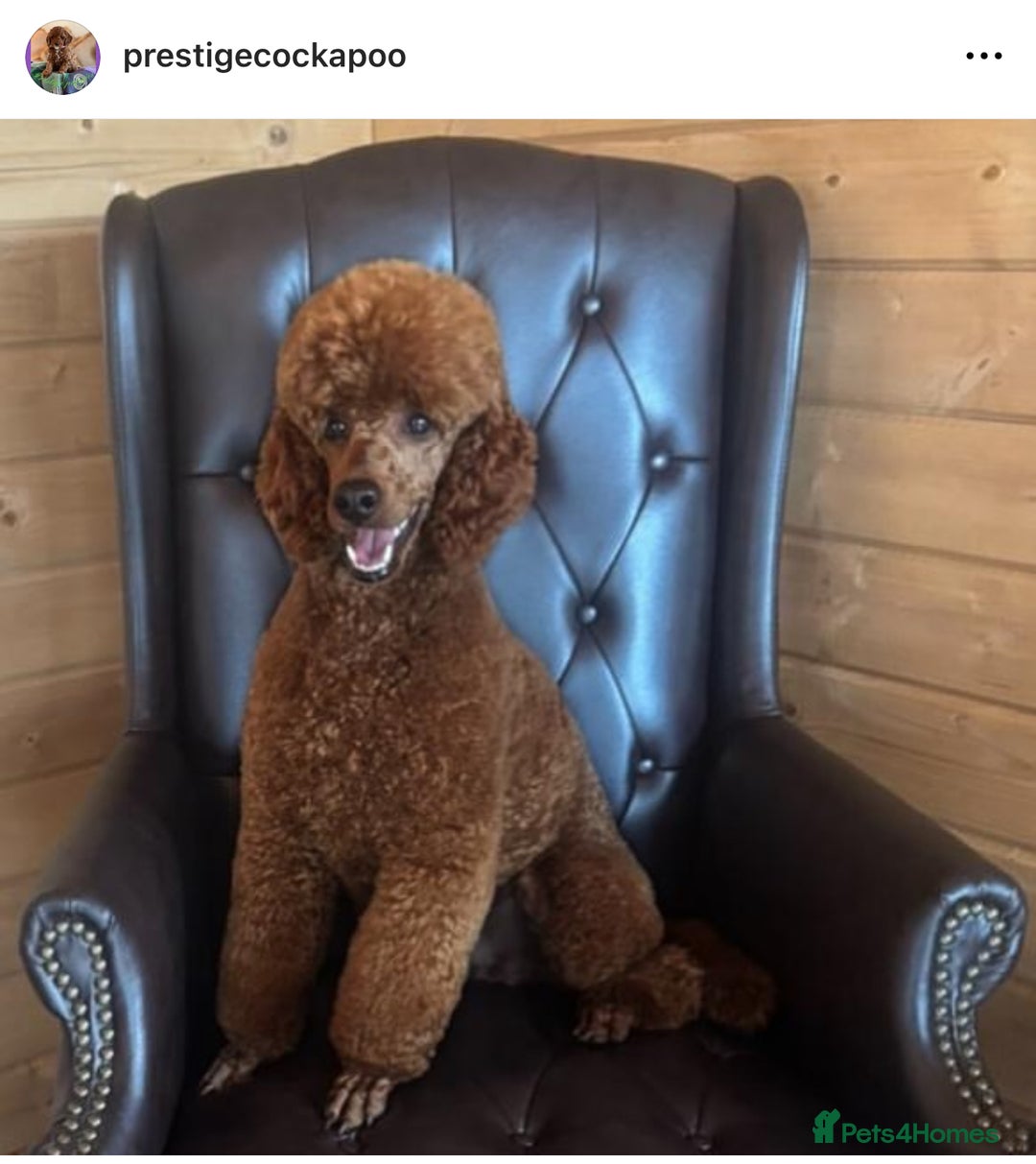 Cockapoo dogs for sale: Extensively Health Tested F1b cockerpoo Puppies  - Image 24