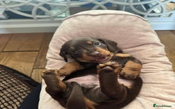 Miniature Dachshund dogs for sale: Miniature Dachshunds Puppies  - Image 2