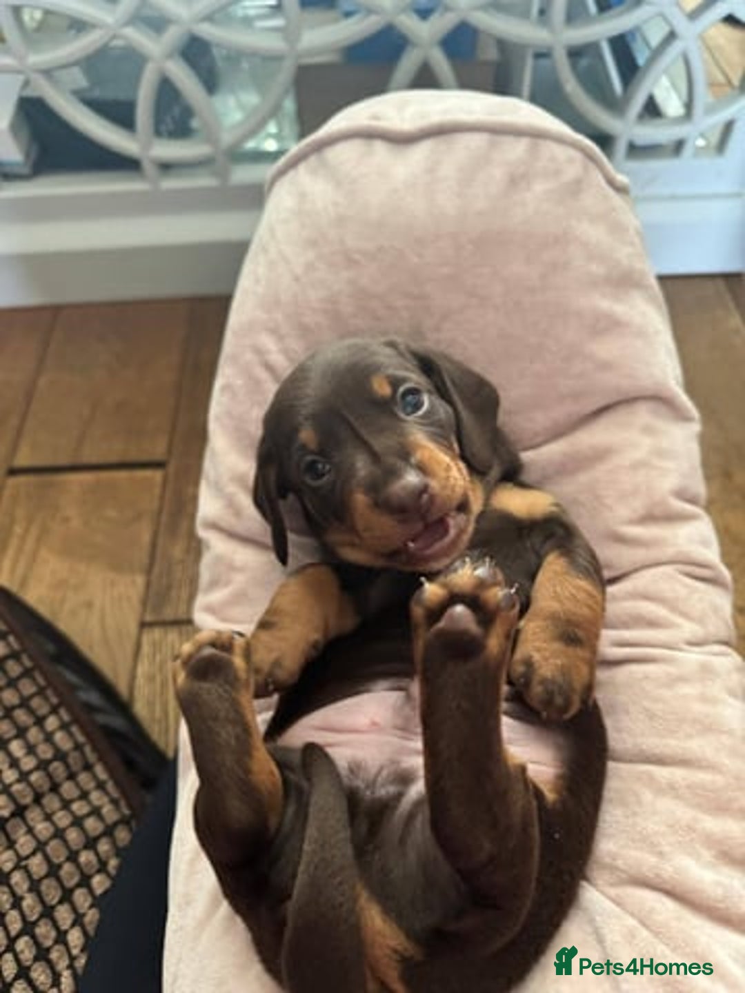 Miniature Dachshund dogs for sale: Miniature Dachshunds Puppies  - Image 2