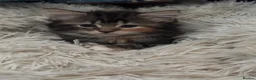 Mixed Breed cats for sale: Playful kittens for sale  - Advert 4