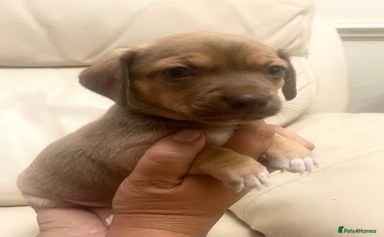 Chiweenie dogs - Advert 1