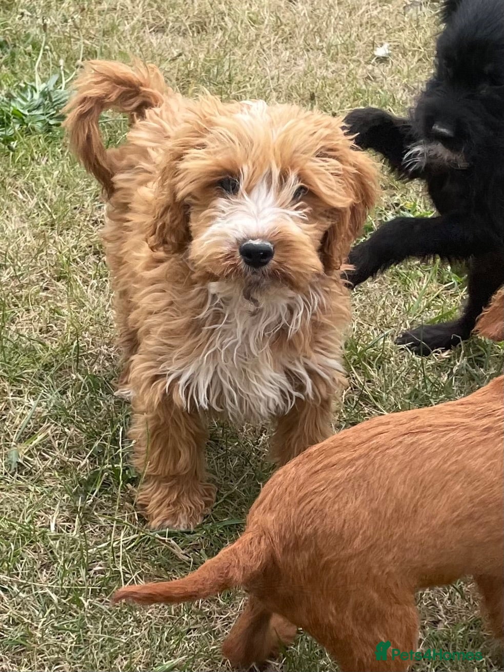 Cockapoo dogs Cockapoo puppies for sale - Advert 1