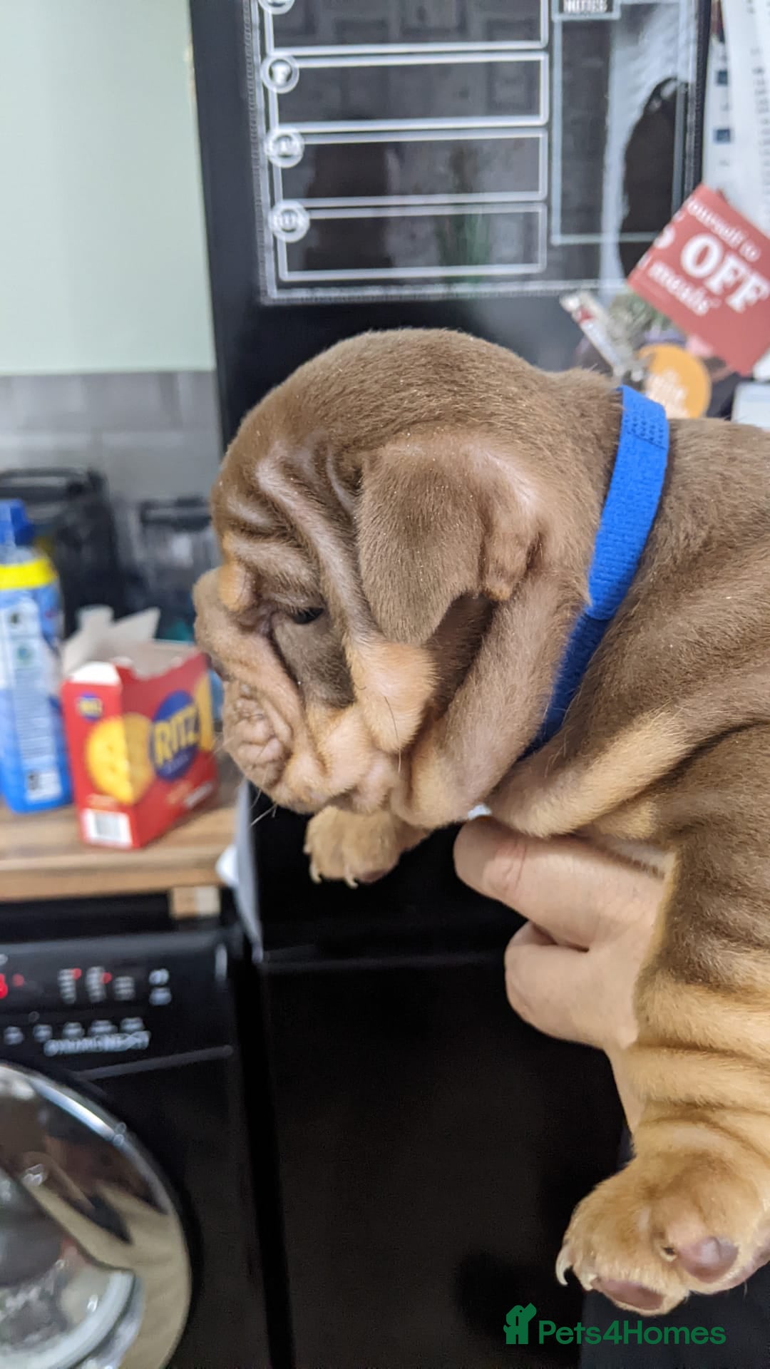 English Bulldog dogs for sale: Forever homes  - Image 13