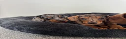 Miniature Dachshund dogs for sale: Miniature Dachshund  - Advert 6
