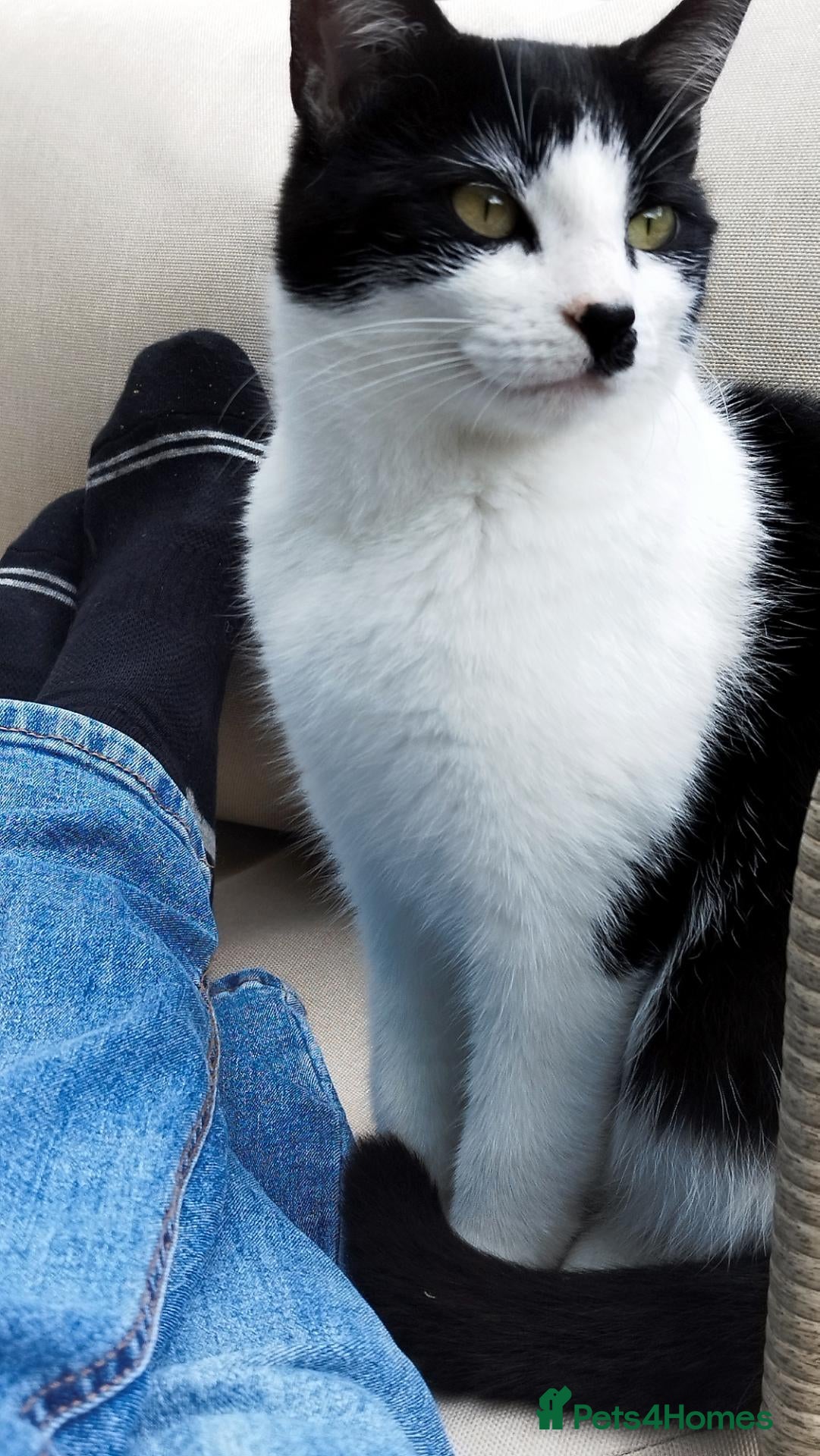 Mixed Breed cats Tuxedo black and white kittens - Advert 1
