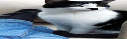 Mixed Breed cats for sale: Tuxedo black and white kittens - Advert 1