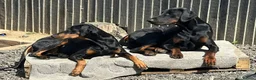 Dobermann dogs for sale:  doberman puppies  - Advert 8
