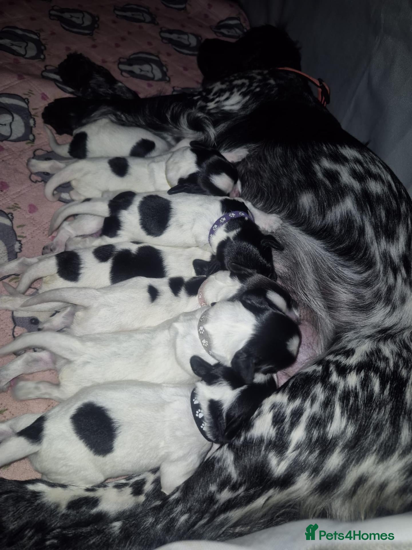 Sprocker dogs Stunning Merle & Traditional B/W Sprocker Puppies  - Advert 2