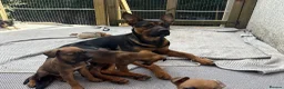 Mixed Breed dogs for sale: German Shepherd mix puppies  in Swansea - Advert 9