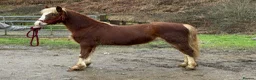 Welsh Section C horses for sale: Flashy Freddie - Advert 3