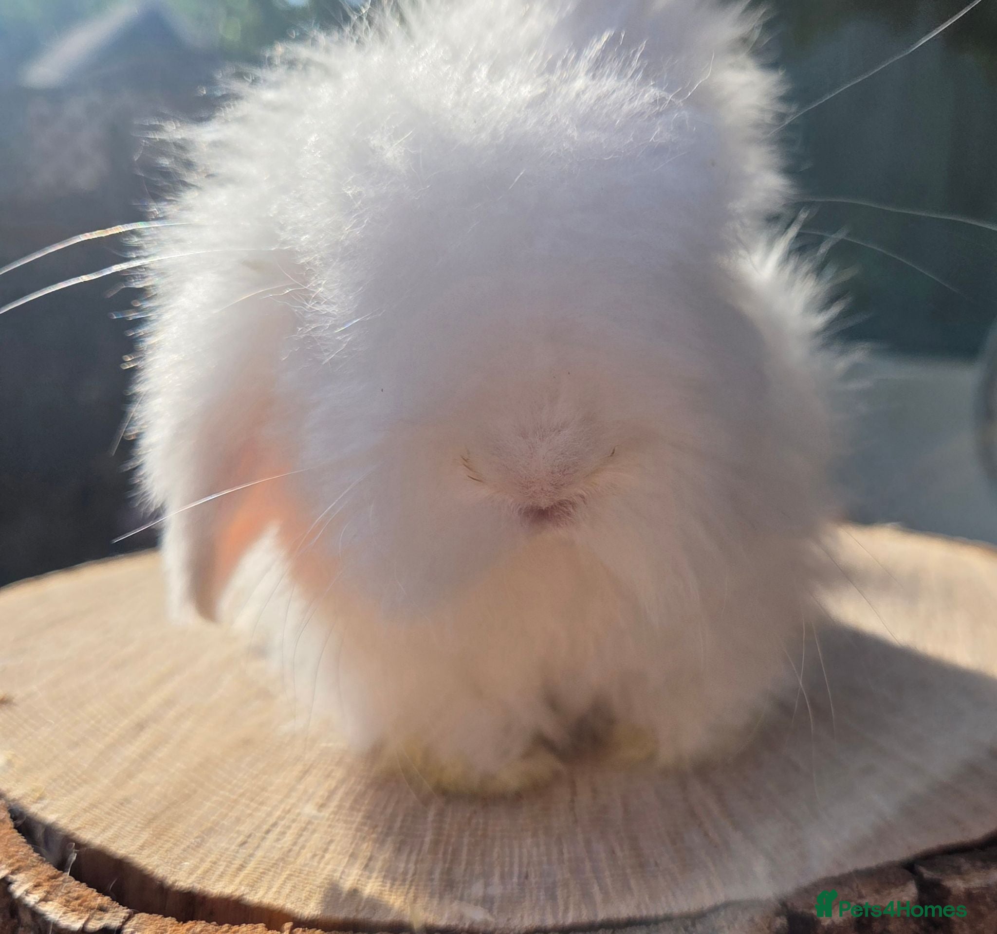 Angora rabbits  Super fluffy baby teddywidders ready now - Advert 2