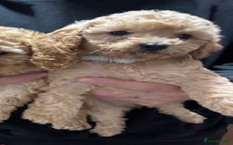 Cockapoo dogs for sale: Last little girl left - Image 2