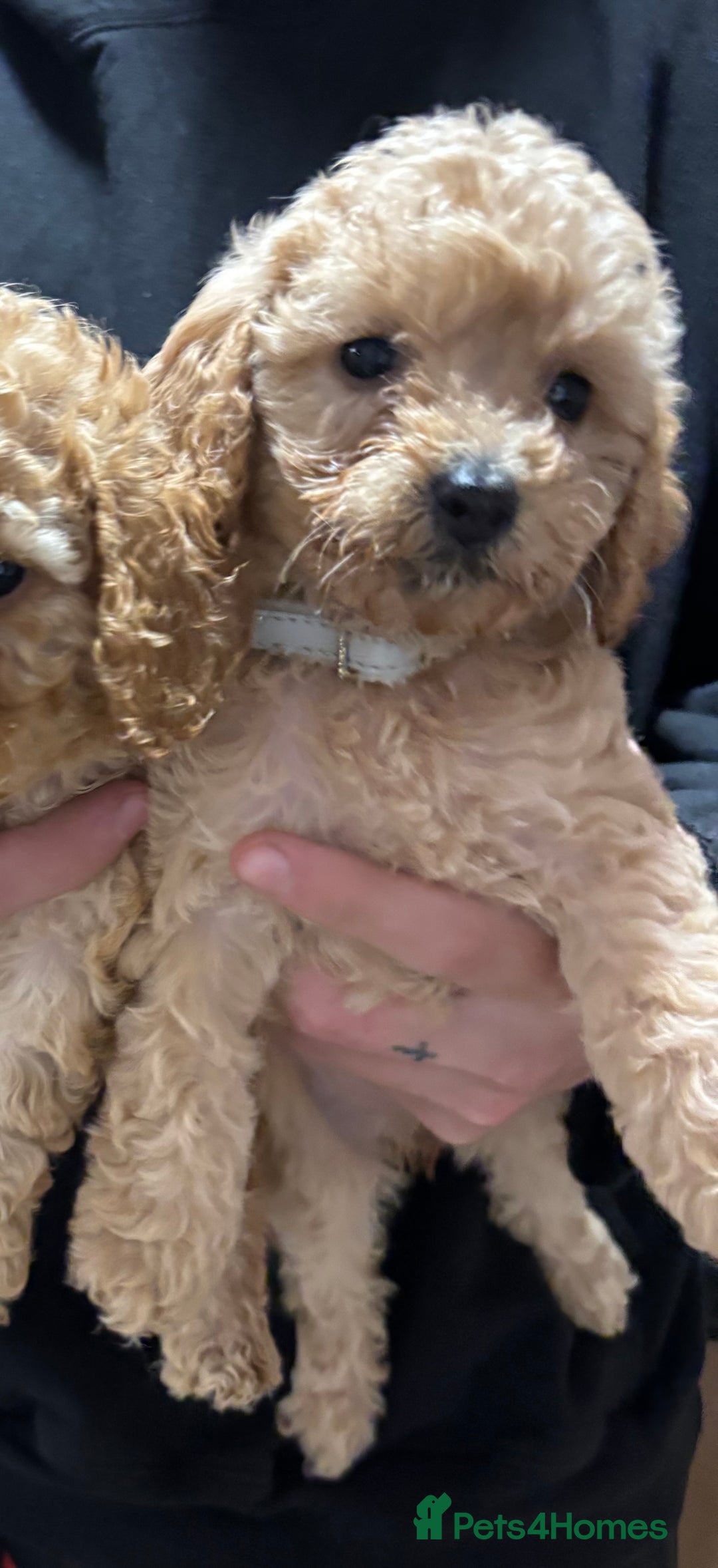 Cockapoo dogs for sale: Last little girl left - Image 2