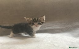 Mixed Breed cats for sale: Bring Home a Bundle of Joy Kittens Ready Oct. 2nd! - Image 5