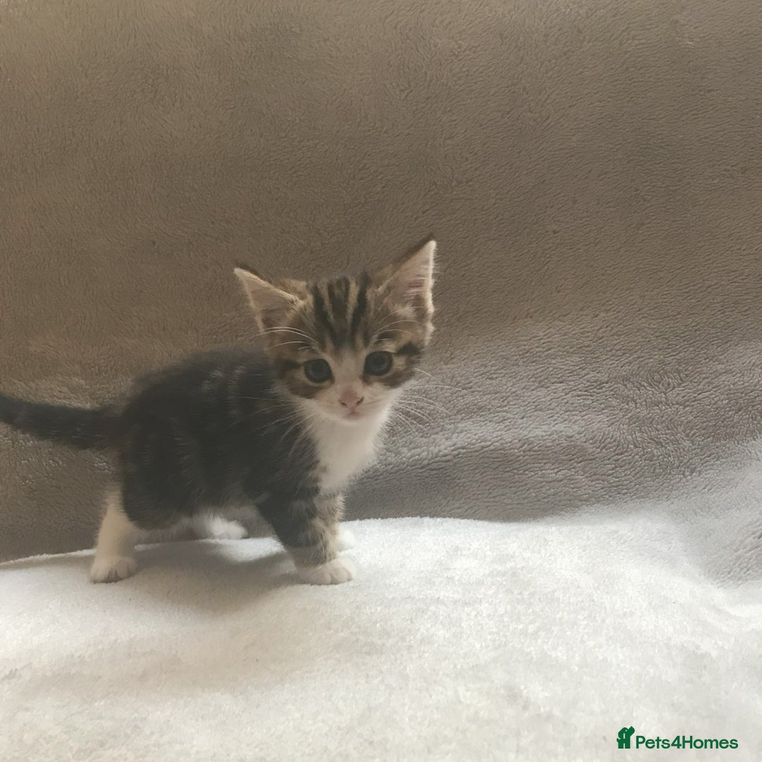Mixed Breed cats for sale: Bring Home a Bundle of Joy Kittens Ready Oct. 2nd! - Image 5