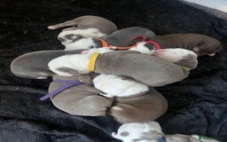 Olde English Bulldogge dogs for sale: Old English bulldog puppies - Image 18