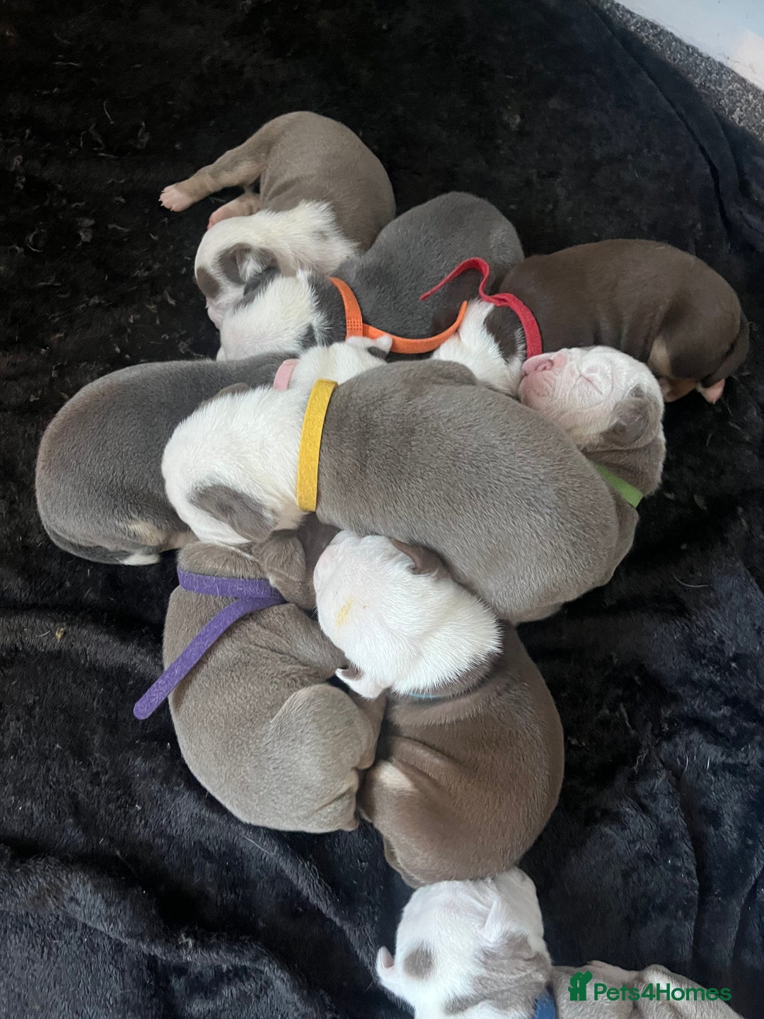 Olde English Bulldogge dogs for sale: Old English bulldog puppies - Image 18