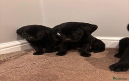 Labrador Retriever dogs for sale: Fabulous Labrador puppies  - Advert 12