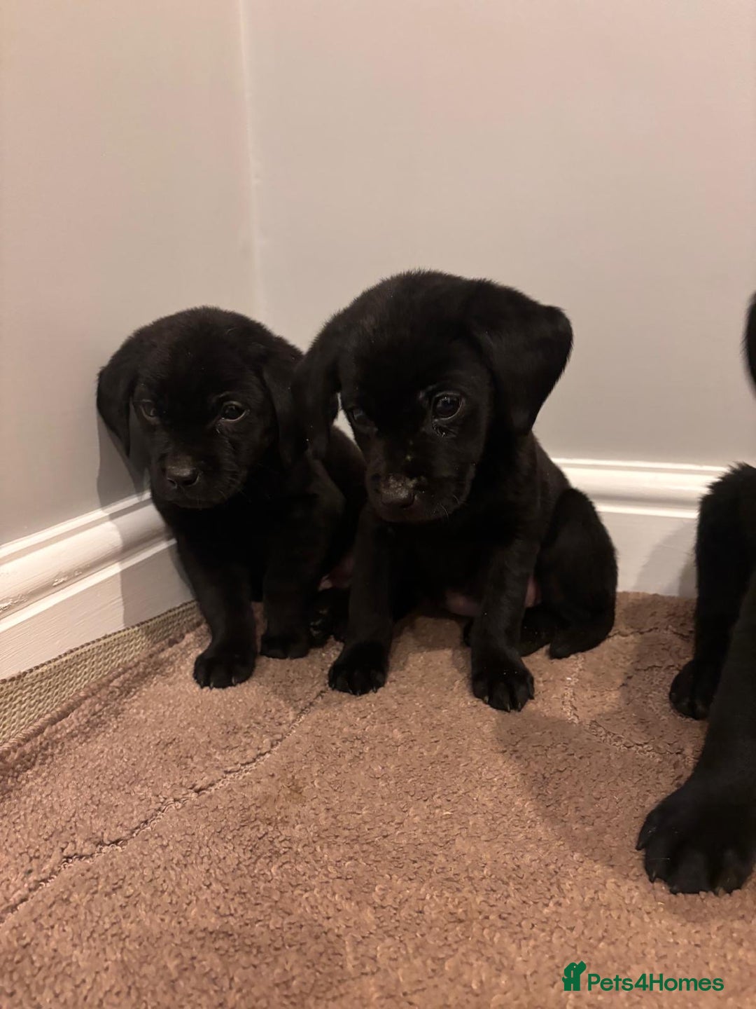 Labrador Retriever dogs for sale: Fabulous Labrador puppies  - Advert 12