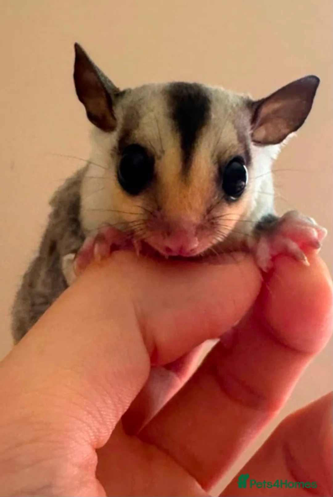 Sugar Glider rodents for sale: White face sugar glider Male 100% het leu - Advert 1