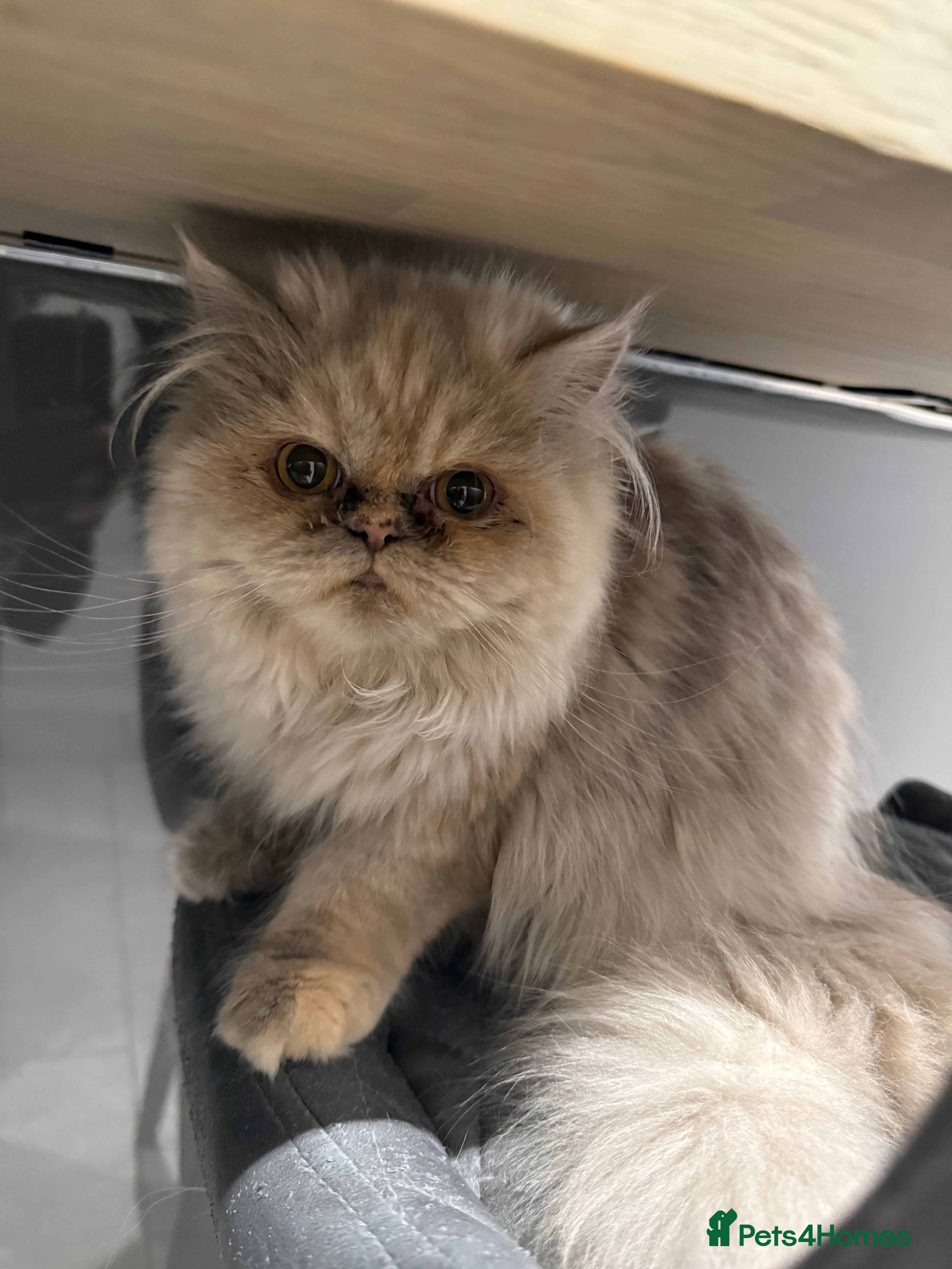 Persian cats Beautiful Persian Longhair Female – Vaccinated - Advert 1