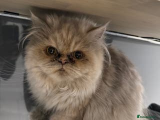 Persian cats Beautiful Persian Longhair Female – Vaccinated - Advert 11