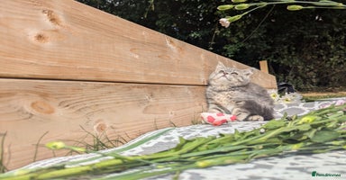 British Shorthair cats - Advert 9